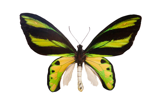 Colored butterfly isolated on white clip art