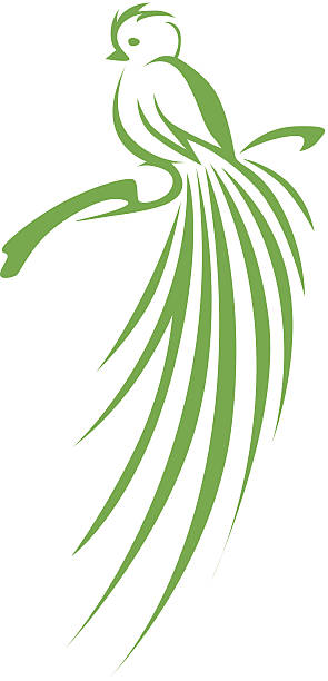 Creative Quetzal Bird Illustration Creative and cute quetzal bird illustration. trogon stock illustrations