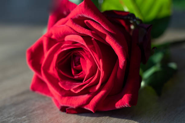istock Red rose and flowers, romance 1479621175