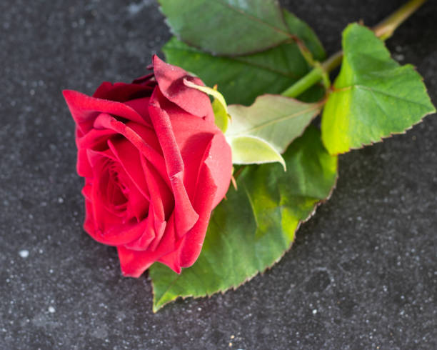 istock Red rose and flowers, romance 1479621203
