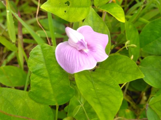 istock Purple flower on the garden 1479622490