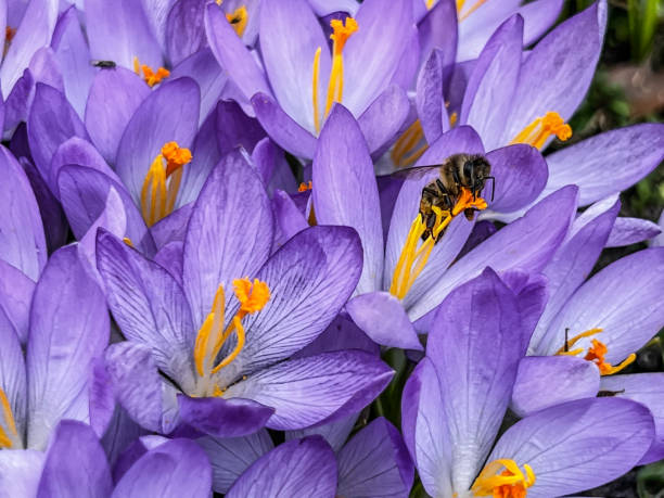 istock a cluster of blooming purple crocuses heralding spring with  bees 1479622886