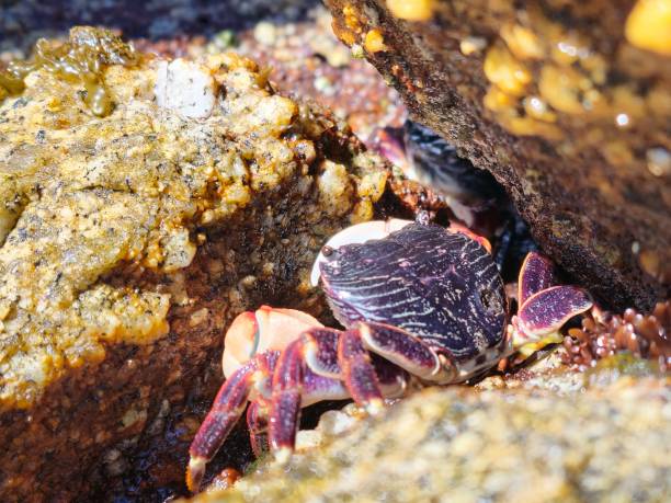 Crab