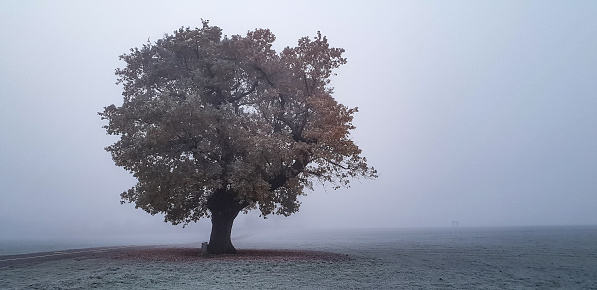 Early morning in Guildford Stoke Park local park and garden single tree morning frost and mist Guildford Surrey England Europe
