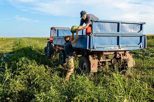 Farmer Workers Harvested Watermelon from a Field and are Using a Tractor with a Trailer for a Transport.