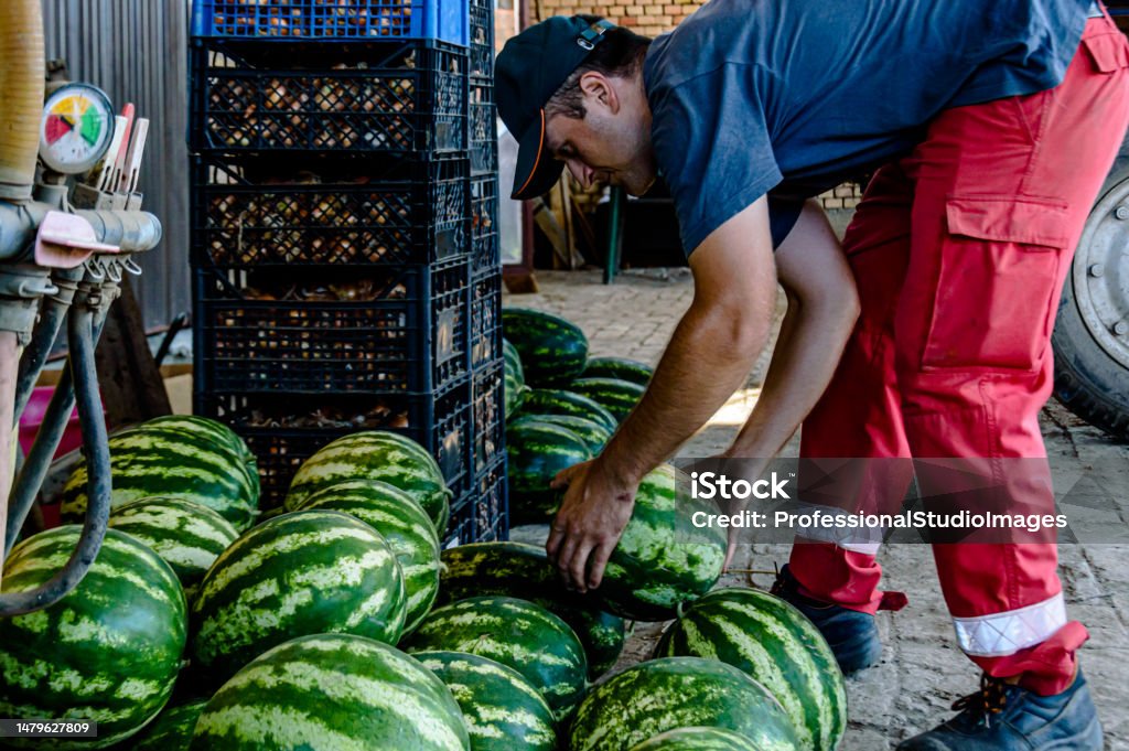 A Farmers are Returned from a Field with Harvested Watermelons. Group of Farmers is Stacking Up Watermelons in the Backyard After Successful Harvest. Adult Stock Photo