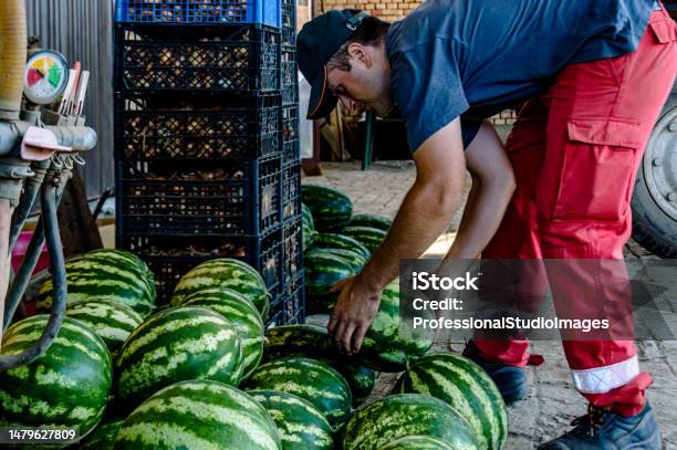 A Farmers Are Returned From A Field With Harvested Watermelons Stock Photo - Download Image Now