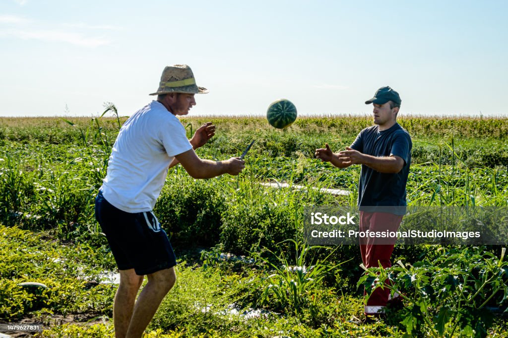 Famers have Successfully Harvest Watermelons from an Agricultural Field. Two Farmers in the Field are Harvesting Delicious Watermelons. Farmer Stock Photo