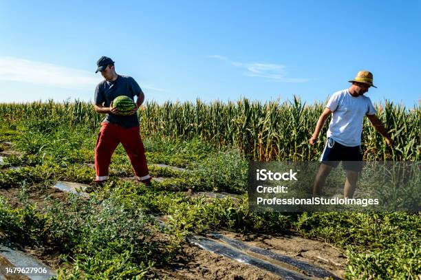 A Couple Of Farmers Is Picking Up Watermelons From The Field Stock Photo - Download Image Now