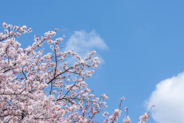 istock Clear blue sky and cherry blossoms in full bloom 1479630035