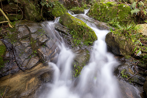 Nature beauty of the forest. Stream in the heart of the green moss forest. Mountain stream.