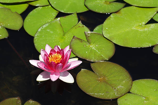 Pink Water Lily stock photo