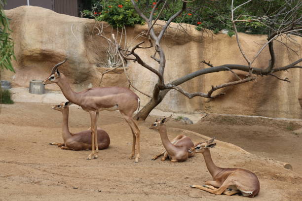 istock Family of deer 1479636461