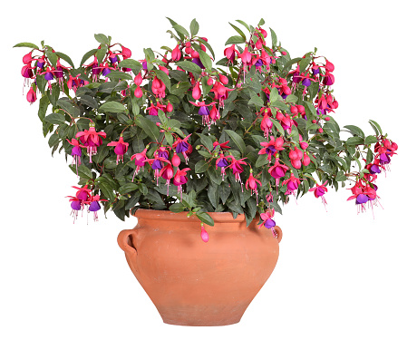 Fuchsia in red and purple planted in terracotta pot, isolated background.