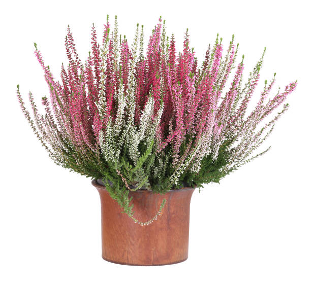 Potted white and pink heather, isolated background stock photo