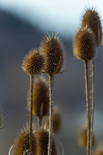 istock Teasel Dipsacus fullonum in front of a green blurred background, Dipsacus Fullonum - a robust biennial plant. The plants have stalks prickly sticky flower heads and can be invasive but do attract 1479638684