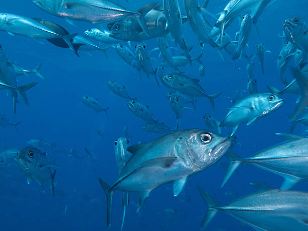 istock bigeye trevally school 147963885