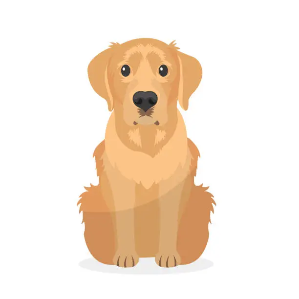 Vector illustration of Golden retriever dog vector Illustration