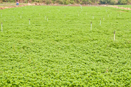 Large mint farm at Loei in Thailand.