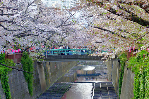 Tokyo, Japan-March 30, 2023:\nA large crowd of people, who are enjoying Hanami along Meguro River in Tokyo. \nThe upper stream section of Meguro River, which runs through Meguro \nWard of Tokyo, is one of the most famous spots for cherry blossom viewing. The streets on both sides of the river as well as bridges over the river are fully packed with a huge number of people, who turn out to enjoy the cherry blossom during the season (from late March to early April).\nThe species of the cherry tree here is Somei-Yoshino, the most popular one in Japan.