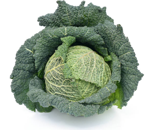 Savoy cabbage, Brassica oleracea var sabauda stock photo