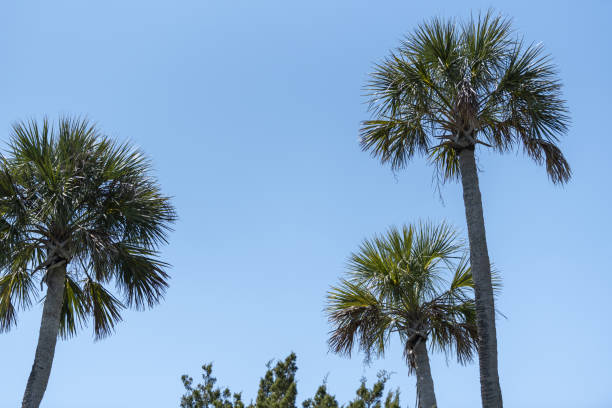 istock Group of different height Cabbage Palms and top of cedar tree, with clear blue sky 1479641017
