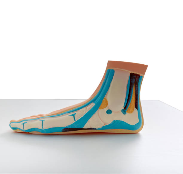 Flatfoot. Anatomical or educational model of foot with flat feet standing on table Flatfoot. Anatomical or educational model of foot with flat feet standing on table pes planus stock pictures, royalty-free photos & images