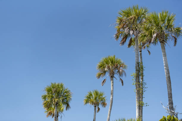 Photo taken at Crystal River, Florida. Nikon D750 with AF-S NIKKOR 70-200mm f/2.8E FL ED VR