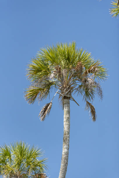 istock Single Cabbage Palm with tips of others at diagonal corners, under clear blue sky 1479641289