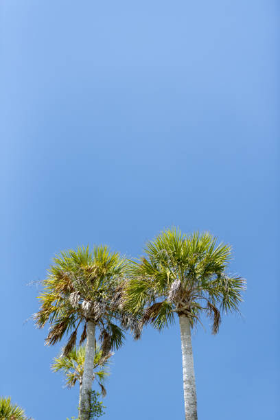 istock Two Cabbage Palms with clear blue sky at top half of frame 1479641457