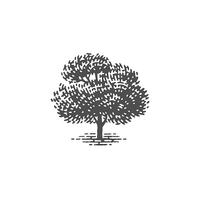 Engraved tree. Vector illustration of a fruit tree. Hand drawn engraving style illustrations.