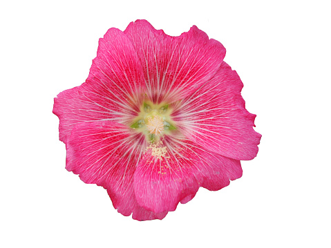 Bright pink Hollyhocks flowers, isolated on white background.
