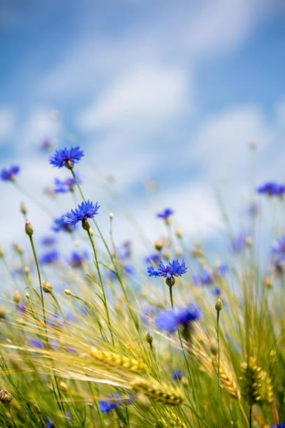 istock Beautiful background with blue flowers 1479647053