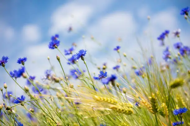 Blue flowers in field in focus and out of focus