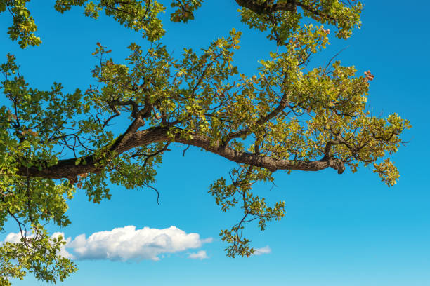 Oak tree branch with green leaves against blue sky, selective focus