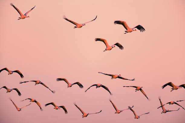 istock Crane birds or Common Cranes flying in a sunset during the autumn migration 1479657051