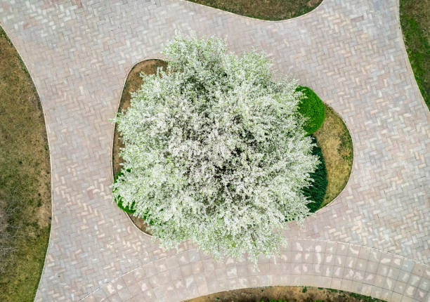 istock A pear tree full of flowers 1479657095