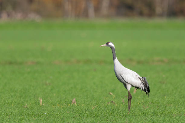 istock Crane bird resting and feeding in a field during autumn migration 1479657251