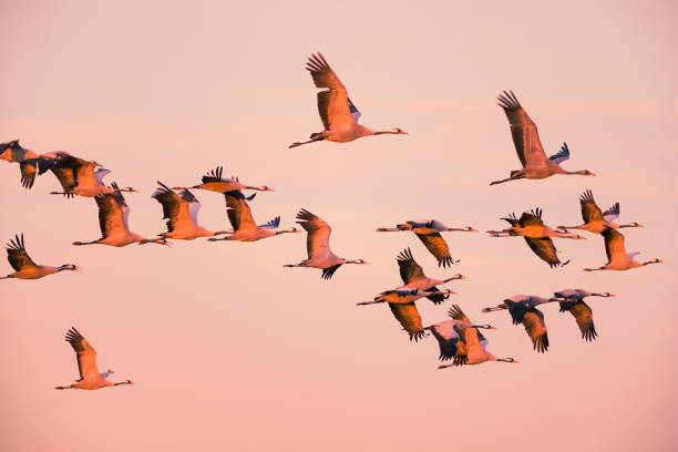 Crane birds or Common Cranes or Eurasian Cranes (Grus Grus) flying in mid air in a sunset during the autumn migration over the moors of Diepholz in Germany. The cranes feed and rest in the fields around the moors in  Lower Saxony, Germany during their migration from the breeding grounds in Northern Germany, Poland and Scandinavia to their winter habitats in Spain and Northern Africa.