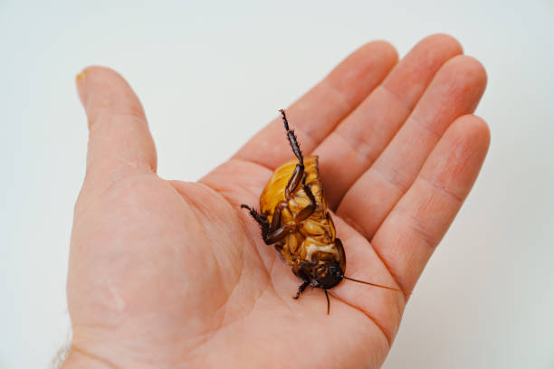 istock a man holds in hand a large hissing Madagascar cockroach on a white background 1479657592