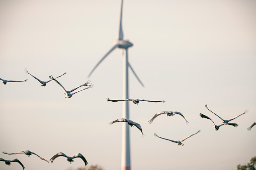 Crane birds or Common Cranes or Eurasian Cranes (Grus Grus) flying in mid air with wind turbines in the background during the autumn migration over the moors of Diepholz in Germany. Migrating birds face a growing risk of collision with wind turbines as more and more wind turbines are build in their migratory corridors.