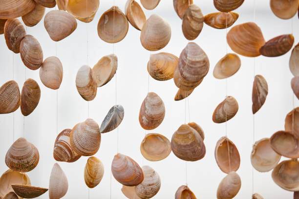 Decorative shells hanging from nylon thread. Marine natural decoration