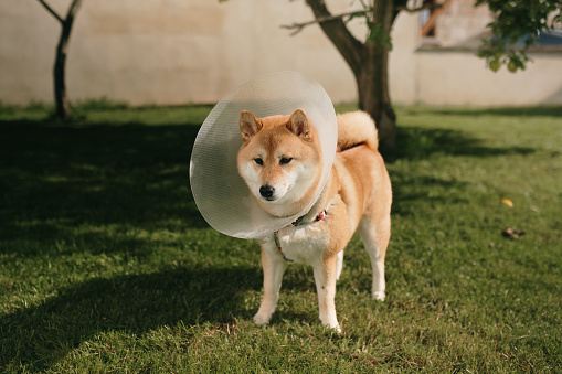 A cute Shiba Inu outdoors with a dog cone collar