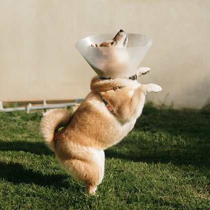 A playful Shiba Inu dog on two legs while wearing a protective elizabethan collar after an injury