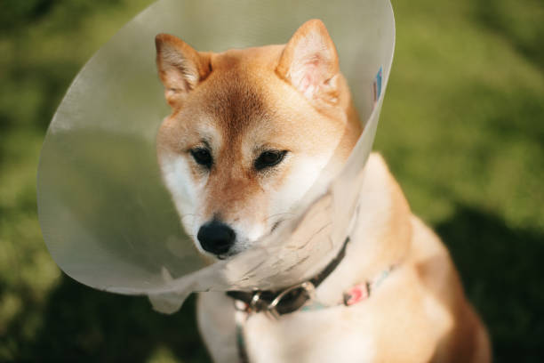 istock Shiba Inu dog with Elizabethan collar 1479663302