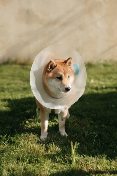 istock Dog with elizabethan collar in a house yard 1479663305