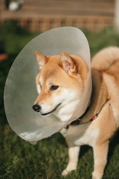 istock Shiba Inu dog with Elizabethan collar 1479663338
