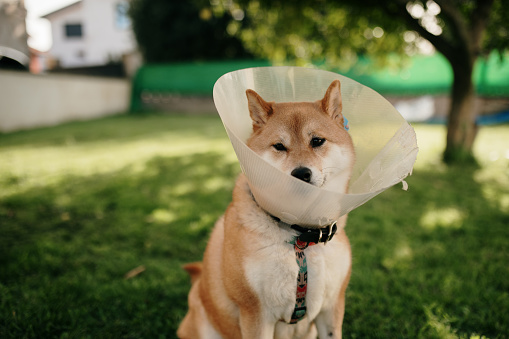 A recovering Shiba Inu dog with elizabethan collar looking at camera while outdoors
