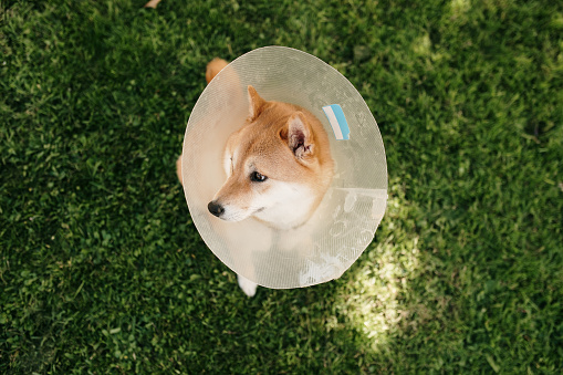 A Shiba Inu dog recovering from an injury wearing a protective elizabethan collar