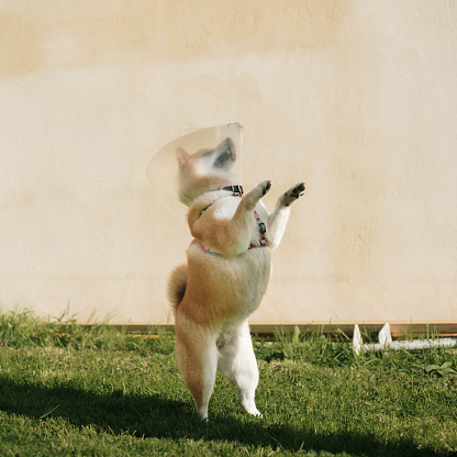 A playful Shiba Inu dog on two legs while wearing a protective elizabethan collar after an injury